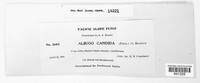 Albugo candida image